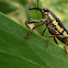 Semi-punctated Belid Weevil