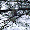 Bradford pear fruit
