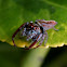 Biting Jumping Spider