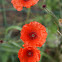 Poppy/Klaproos