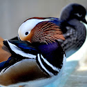 Mandarin Duck (Male)