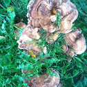 Turkey tail