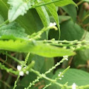 vervain and knotweed