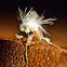 White flannel moth