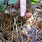 Gill fungi