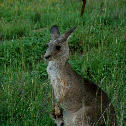 Eastern Grey Kangaroo