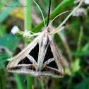 Semi Looper Moth