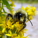 Orange-belted Bumblebee