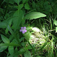Wildflowers of Indiana