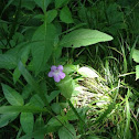 Wild Carolina Petunia