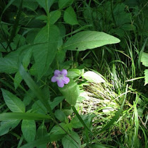 Wildflowers of Indiana