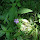 Wildflowers of Indiana