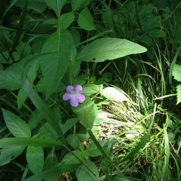 Spotting Image 1