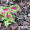 Coleus