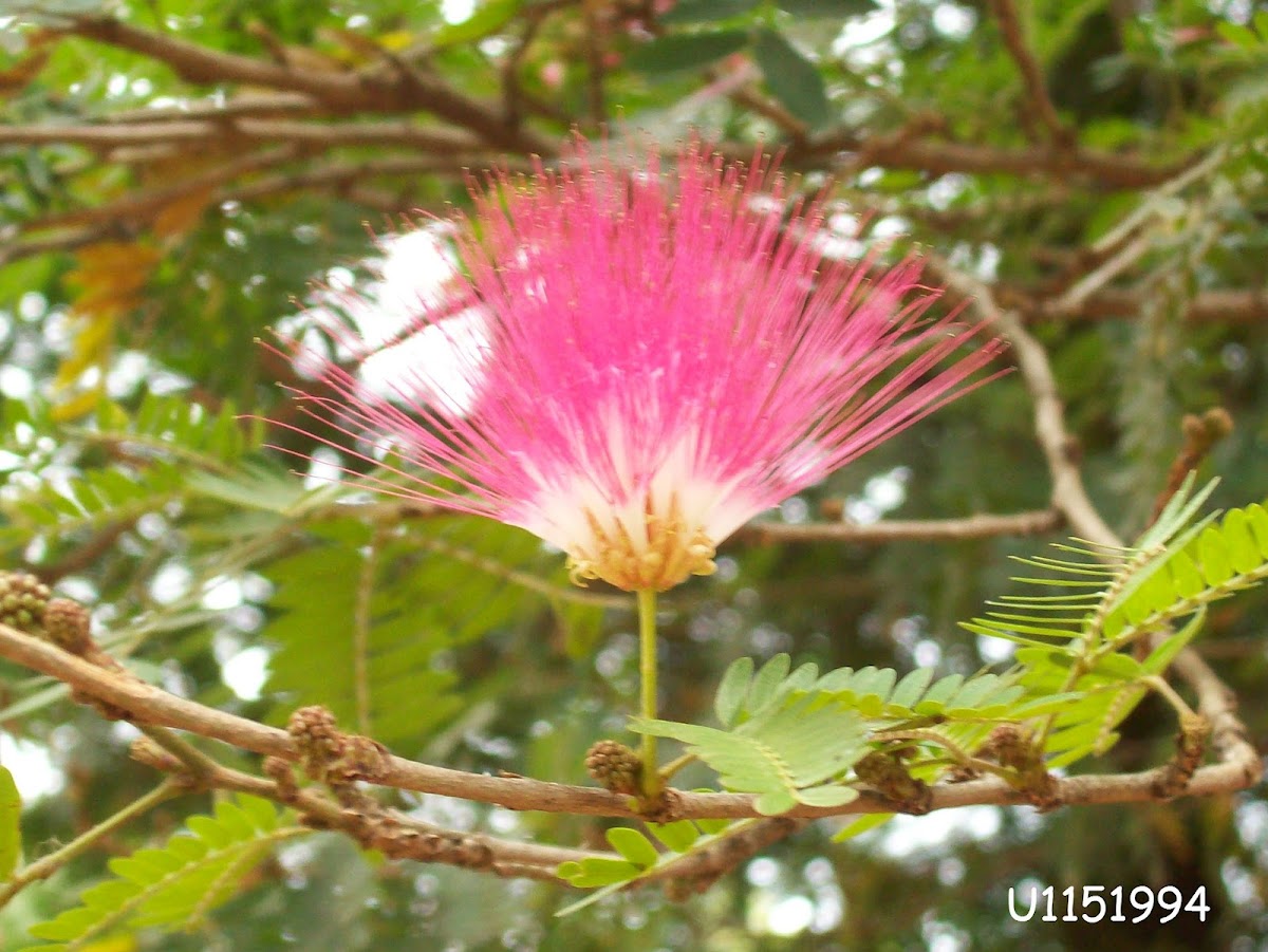 Persian silk tree