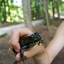 Green Frog