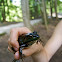 Green Frog