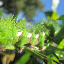 Caterpillar