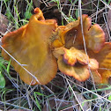 Jack-o'-Lantern Mushrooms