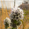 Hairy Scorpion Weed