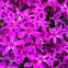 Phlox