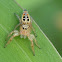 Jumping Spider
