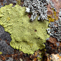 Pleopsidium flavum