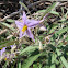 Black nightshade