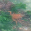 Spider Crab