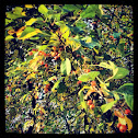 Apple tree