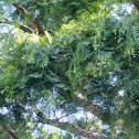 dawn redwood