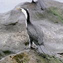 Little Pied Cormorant