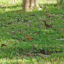 Clay-colored thrush