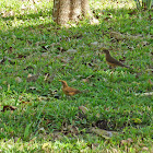 Clay-colored thrush