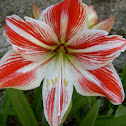 Amaryllis