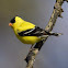 Goldfinch