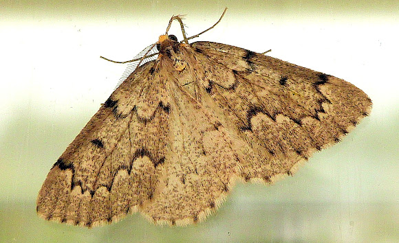 Spotting Image 1