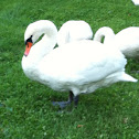 Mute Swan