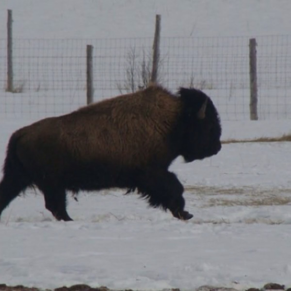 Wood Bison