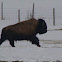 Wood Bison