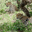 Cheetah