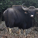 Indian Bison