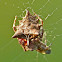 Starbellied orbweaver (female)