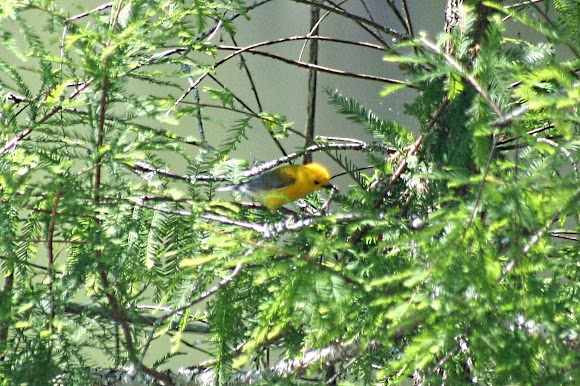 Spotting Image 1