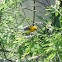 Prothonotary Warbler