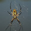 Golden Silk Orb Weaver
