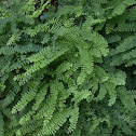 Maidenhair Fern