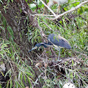 Tricolored heron