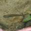 Bachforelle (Brown Trout)