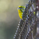 European Serin, Verdecillo